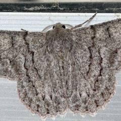Crypsiphona ocultaria (Red-lined Looper Moth) at Florey, ACT - 20 Nov 2023 by LisaH
