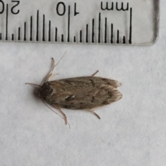 Unverified Moth (Lepidoptera) by LisaH