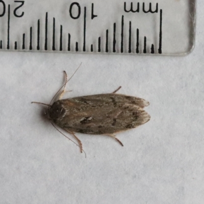 Unidentified Moth (Lepidoptera) at Hughes, ACT - 19 Nov 2023 by LisaH