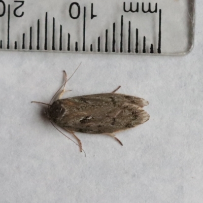 Unverified Moth (Lepidoptera) by LisaH
