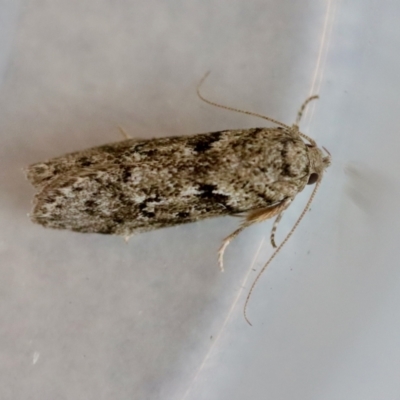 Philobota (genus) (Unidentified Philobota genus moths) at Hughes, ACT - 20 Nov 2023 by LisaH