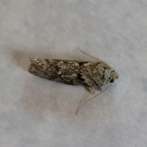 Philobota (genus) at Hughes, ACT - 21 Nov 2023