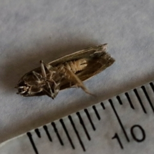 Philobota (genus) at Hughes, ACT - 21 Nov 2023