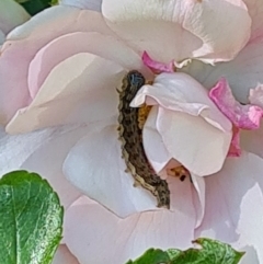 Helicoverpa (genus) (A bollworm) at Isaacs, ACT - 17 Nov 2023 by galah681