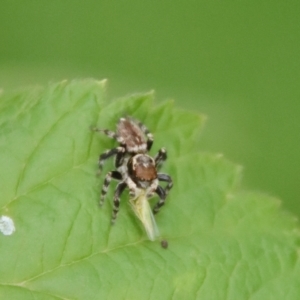 Maratus griseus at Hughes, ACT - 21 Nov 2023