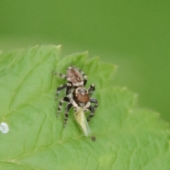 Maratus griseus (Jumping spider) at Hughes, ACT - 21 Nov 2023 by LisaH