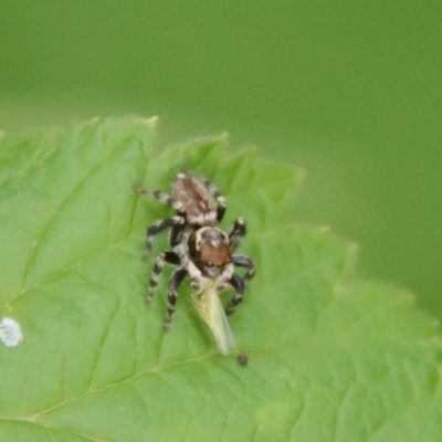 Maratus griseus (Jumping spider) at Hughes, ACT - 21 Nov 2023 by LisaH
