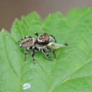 Maratus griseus at Hughes, ACT - 21 Nov 2023