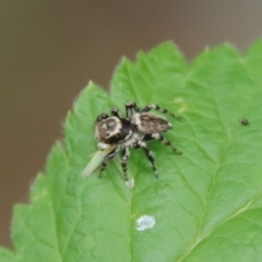 Maratus griseus at Hughes, ACT - 21 Nov 2023