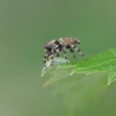 Maratus griseus at Hughes, ACT - suppressed