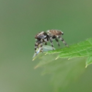 Maratus griseus at Hughes, ACT - suppressed