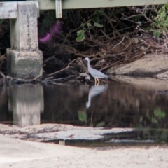 Egretta novaehollandiae (White-faced Heron) at Lord Howe Island - 15 Oct 2023 by Darcy