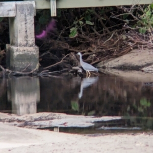 Egretta novaehollandiae at Lord Howe Island - 15 Oct 2023 06:27 PM