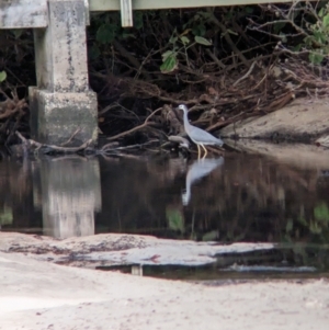 Egretta novaehollandiae at Lord Howe Island - 15 Oct 2023