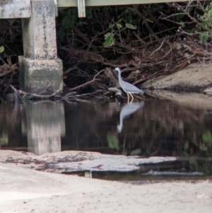 Egretta novaehollandiae at Lord Howe Island - 15 Oct 2023 06:27 PM