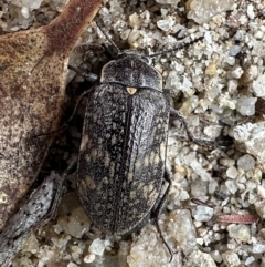 Lepispilus sp. (genus) (Yellow-spotted darkling beetle) at South East Forest National Park - 15 Nov 2023 by Pirom