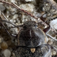 Pachycoelia sp. (genus) at Rockton, NSW - 15 Nov 2023 11:03 AM