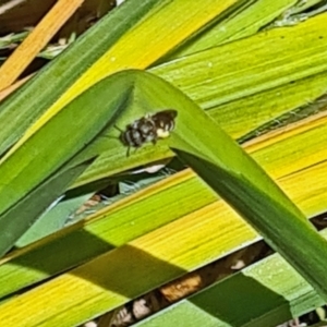 Lasioglossum (Chilalictus) sp. (genus & subgenus) at Isaacs, ACT - 18 Nov 2023 12:04 PM