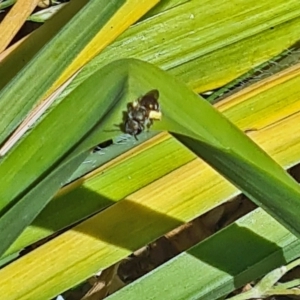 Lasioglossum (Chilalictus) sp. (genus & subgenus) at Isaacs, ACT - 18 Nov 2023 12:04 PM