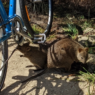 Setonix brachyurus (Quokka) at Rottnest Island, WA - 10 Dec 2022 by HelenCross