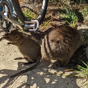 Setonix brachyurus at Rottnest Island, WA - 10 Dec 2022