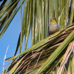 Zosterops lateralis tephropleurus (Silvereye (Lord Howe Is. subsp.)) at Lord Howe Island - 16 Oct 2023 by Darcy