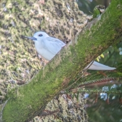 Gygis alba (White Tern) at Lord Howe Island - 16 Oct 2023 by Darcy