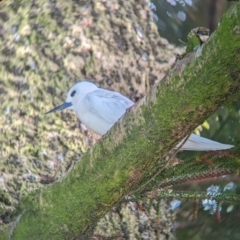 Gygis alba at Lord Howe Island - 16 Oct 2023 08:14 AM