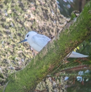 Gygis alba at Lord Howe Island - 16 Oct 2023 08:14 AM