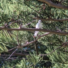 Gygis alba at Lord Howe Island - 16 Oct 2023 08:14 AM