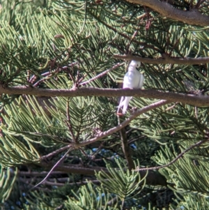 Gygis alba at Lord Howe Island - 16 Oct 2023 08:14 AM