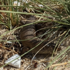 Egernia kingii (King's Skink) at Rottnest Island, WA - 10 Dec 2022 by HelenCross