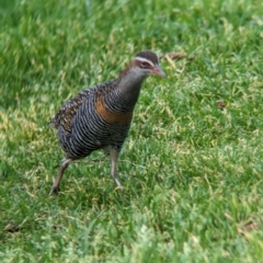 Gallirallus philippensis (Buff-banded Rail) at Lord Howe Island, NSW - 15 Oct 2023 by Darcy