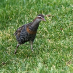 Gallirallus philippensis (Buff-banded Rail) at Lord Howe Island - 16 Oct 2023 by Darcy