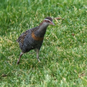 Gallirallus philippensis at Lord Howe Island - 16 Oct 2023 08:16 AM