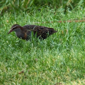 Gallirallus philippensis at Lord Howe Island - 16 Oct 2023 08:16 AM