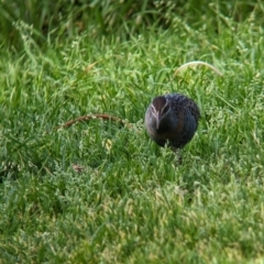 Gallirallus philippensis at Lord Howe Island - 16 Oct 2023 08:16 AM