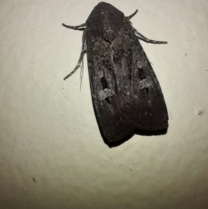 Agrotis infusa at Holt, ACT - 21 Nov 2023