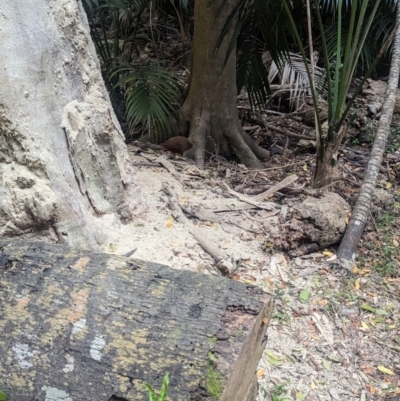 Hypotaenidia sylvestris (Lord Howe Woodhen) at Lord Howe Island - 15 Oct 2023 by Darcy