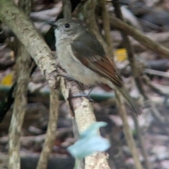 Pachycephala pectoralis contempta (Lord Howe Golden Whistler) at Lord Howe Island, NSW - 15 Oct 2023 by Darcy