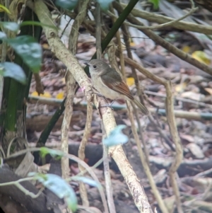 Pachycephala pectoralis contempta at Lord Howe Island - suppressed