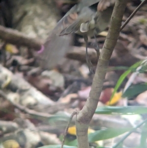 Pachycephala pectoralis contempta at Lord Howe Island - suppressed