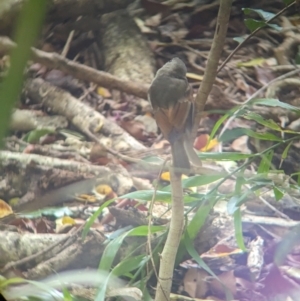 Pachycephala pectoralis contempta at Lord Howe Island - 16 Oct 2023