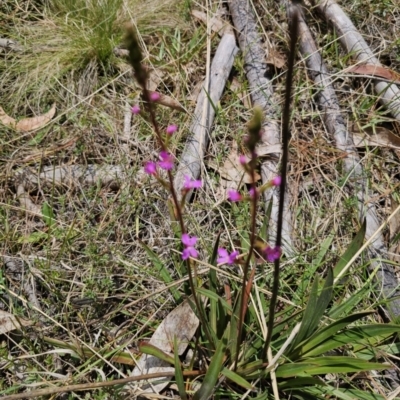 Stylidium armeria subsp. armeria (Trigger Plant) at Tallaganda State Forest - 20 Nov 2023 by Csteele4