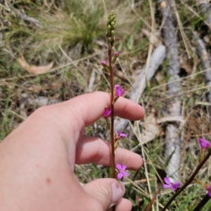 Stylidium armeria subsp. armeria at QPRC LGA - 20 Nov 2023