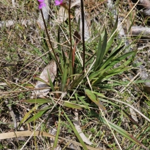 Stylidium armeria subsp. armeria at QPRC LGA - 20 Nov 2023