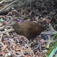 Hypotaenidia sylvestris (Lord Howe Woodhen) at Lord Howe Island, NSW - 15 Oct 2023 by Darcy