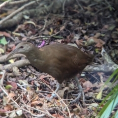 Hypotaenidia sylvestris (Lord Howe Woodhen) at Lord Howe Island - 16 Oct 2023 by Darcy