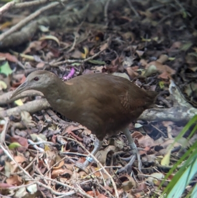 Hypotaenidia sylvestris (Lord Howe Woodhen) at Lord Howe Island, NSW - 15 Oct 2023 by Darcy
