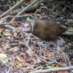 Hypotaenidia sylvestris at Lord Howe Island - 16 Oct 2023